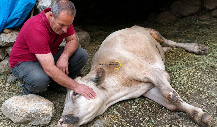 Bitlis'te Bir Ailenin Umudu Kayalıklarda Son Buldu