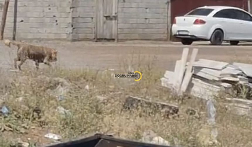 Bitlisin Tatvan İlçesinde Halen O Sorun Çözülmedi