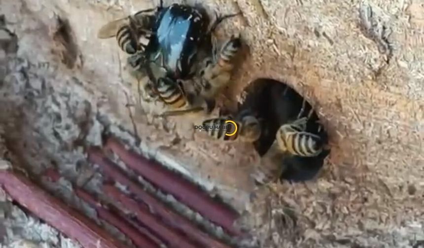 Bitlis'te Arıların Kovan Savunması Kamerada