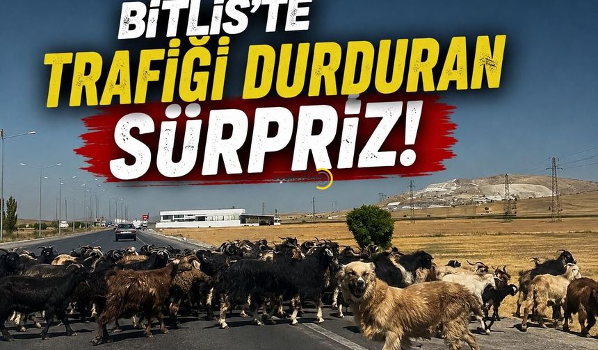 Bitlis’te Trafiği Durduran Sürpriz!