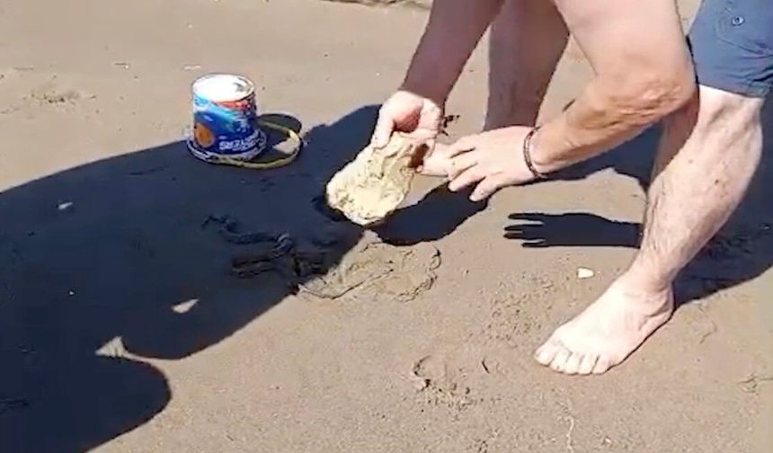 Cide’de Denizde Yüzen Yılan Plaja Çıktı