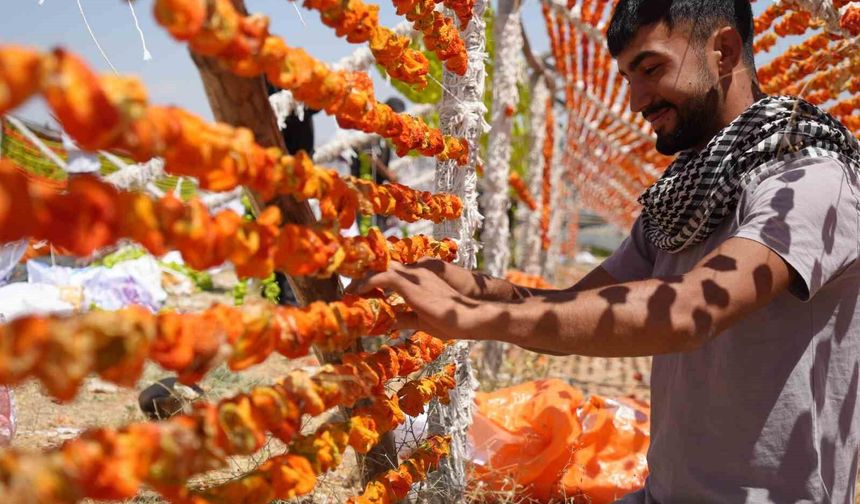 Gaziantep'te Kurutmalık Sezonu Renkli Görüntülerle Başladı
