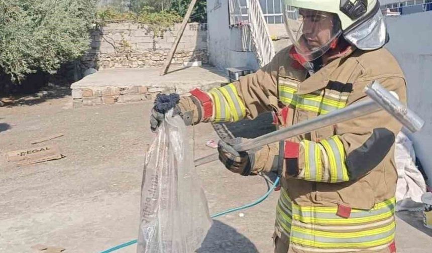 Hatay’da Yılan Alarmı