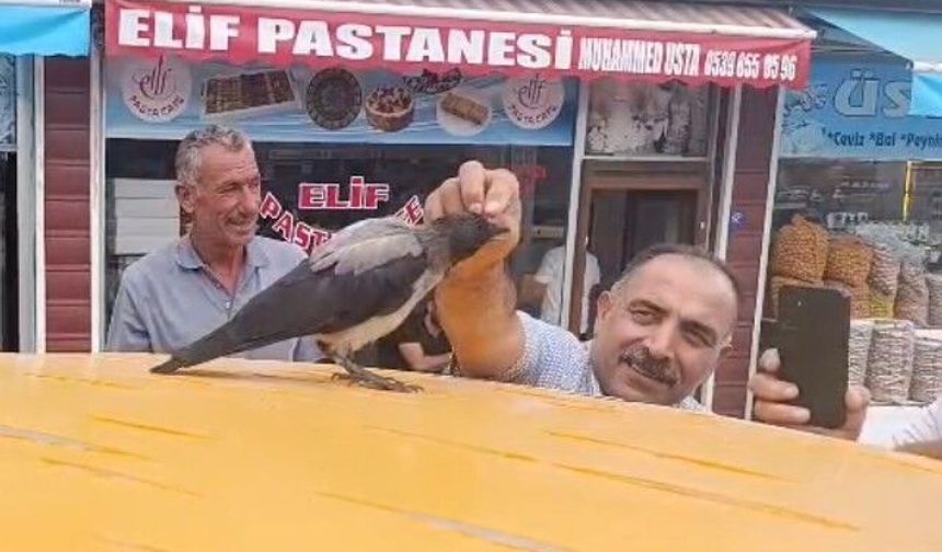 İyileştirdiği Karga Kasap Dükkânının Müdavimi Oldu