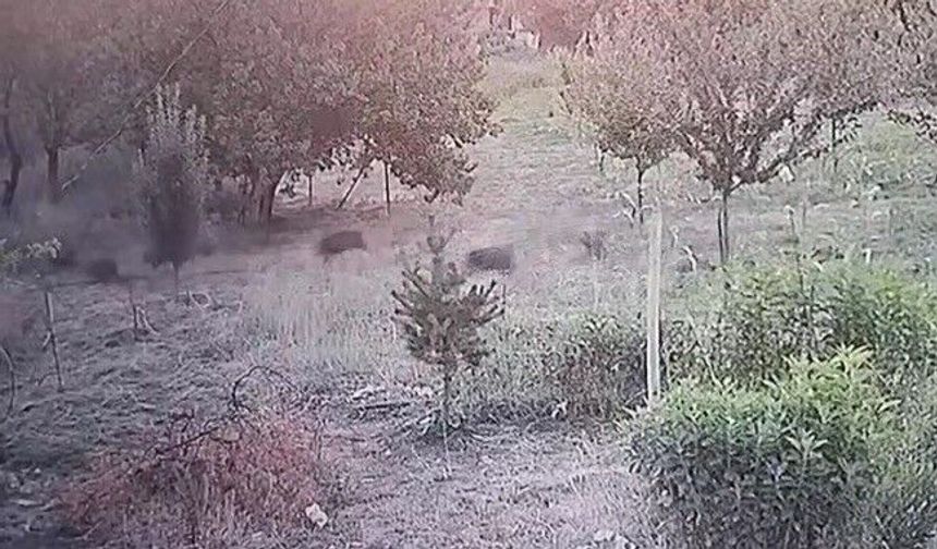 Malatya’da Domuz Sürüsü Kayısı Bahçesine Girdi