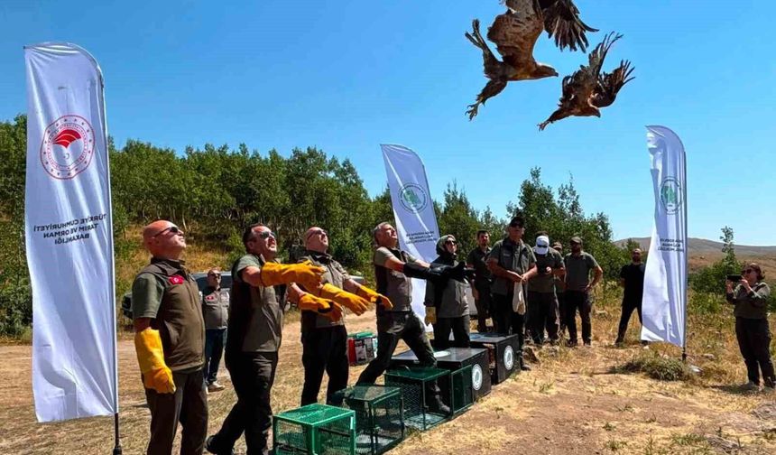Nemrut Kalderası’nda 5 Yırtıcı Kuş Özgürlüğe Uçtu