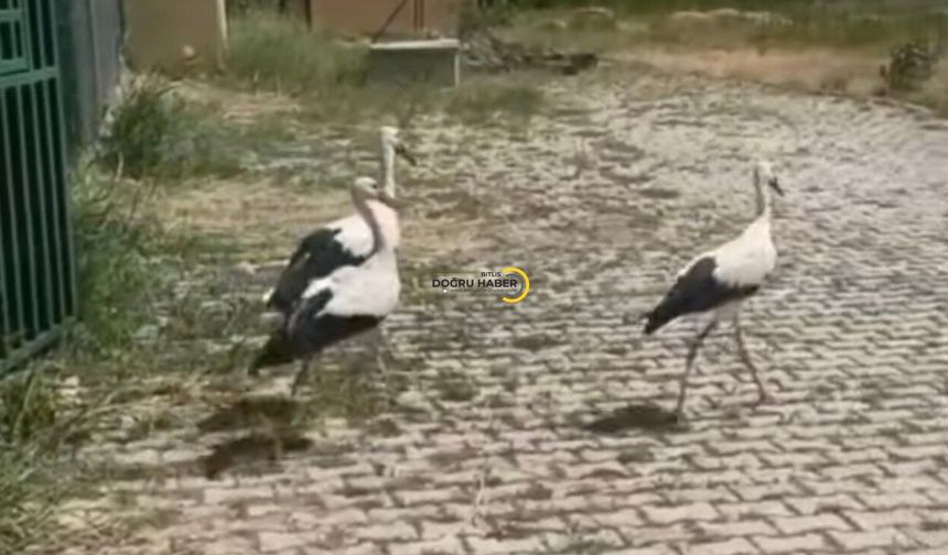 Bitlis’te Tedavi Edilen Leylekler Halkalanarak Yeniden Doğaya Bırakıldı