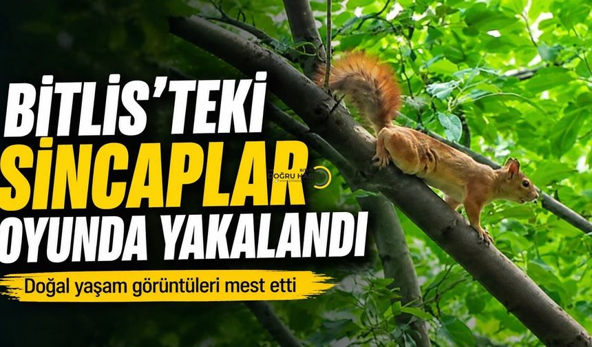 Bitlis’te Sincaplar Oyunda Yakalandı