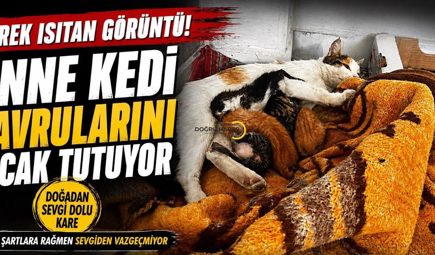 Bitlis’te Yürekleri Isıtan Anne Kedi Ve Yavruları