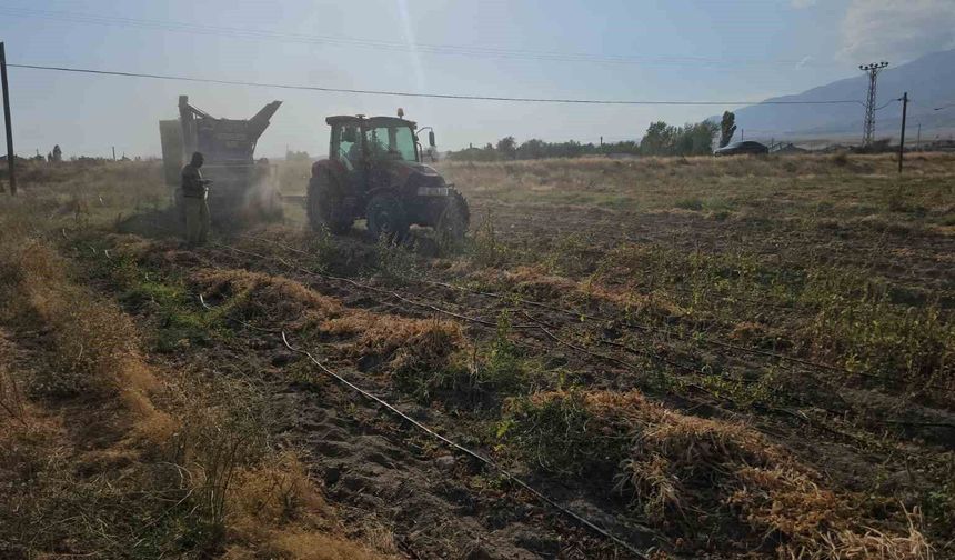 Adilcevaz’da Fasulye Hasadı Başladı