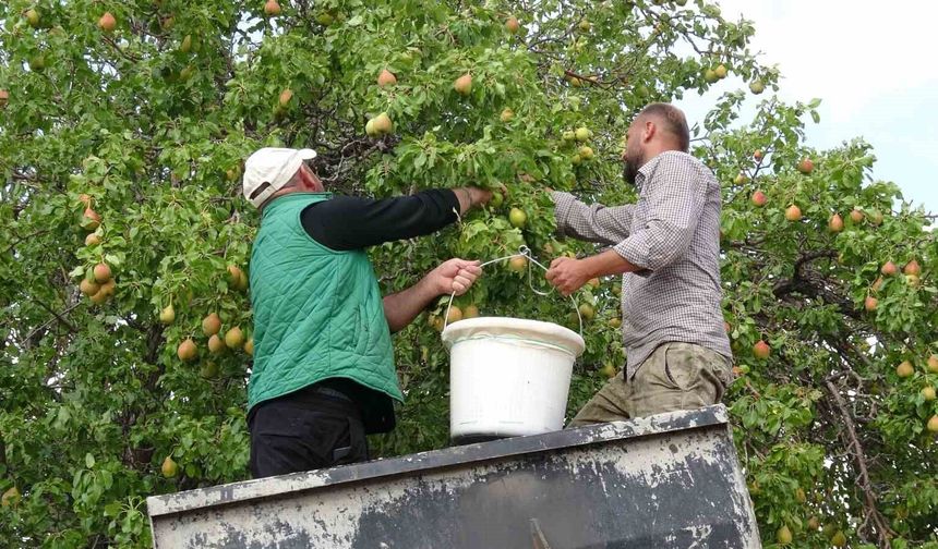 Akçadağ Armudunda Hasat Başladı