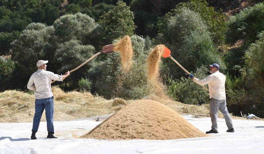 Bitlis’te 250 Yıllık Çeltik Geleneği Sürüyor