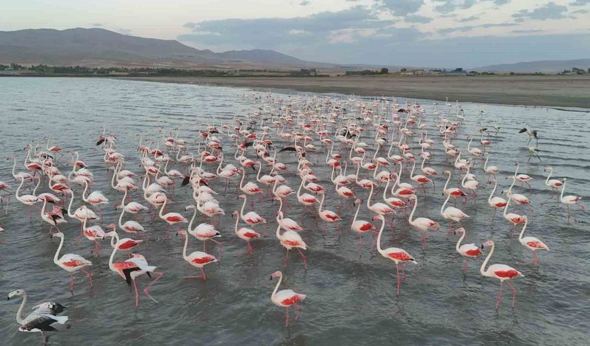 Flamingolar Erçek Gölü’ne Geç De Olsa Geldi