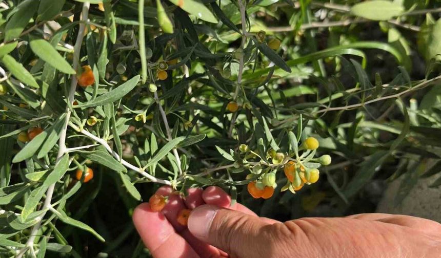Tatvan’da Goji Berry Sürprizi