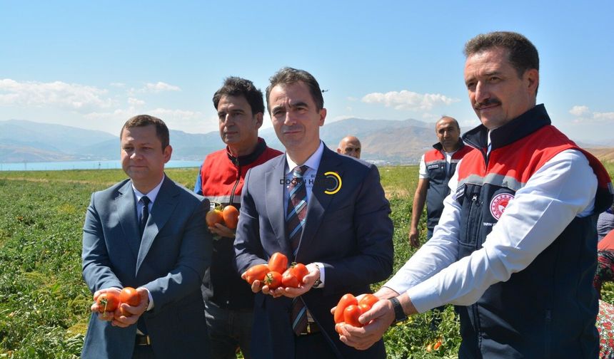 Bitlis Domates Üretiminde Bölge Lideri, Türkiye’de 7’nci