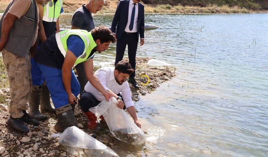 Bitlis’te göl ve göletlere 1 milyon 397 bin 500 yavru sazan bırakıldı