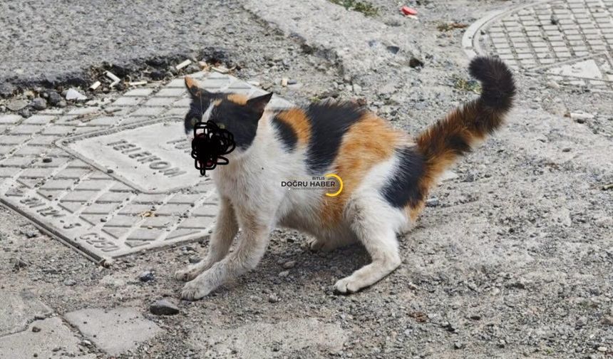 Bitliste Aracın Çarptığı Kedi İçin Seferber Oldular