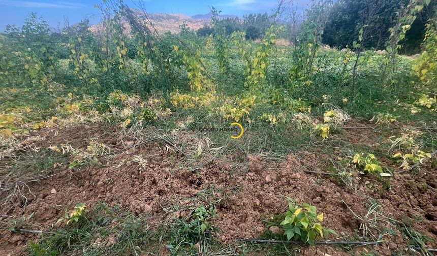 Bitliste Domuz Sürüsü Fasulye Tarlasına Girdi