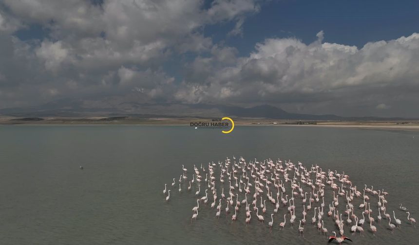 Arin Gölü’nün Pembe Misafirleri Bu Yıl Geç Geldi