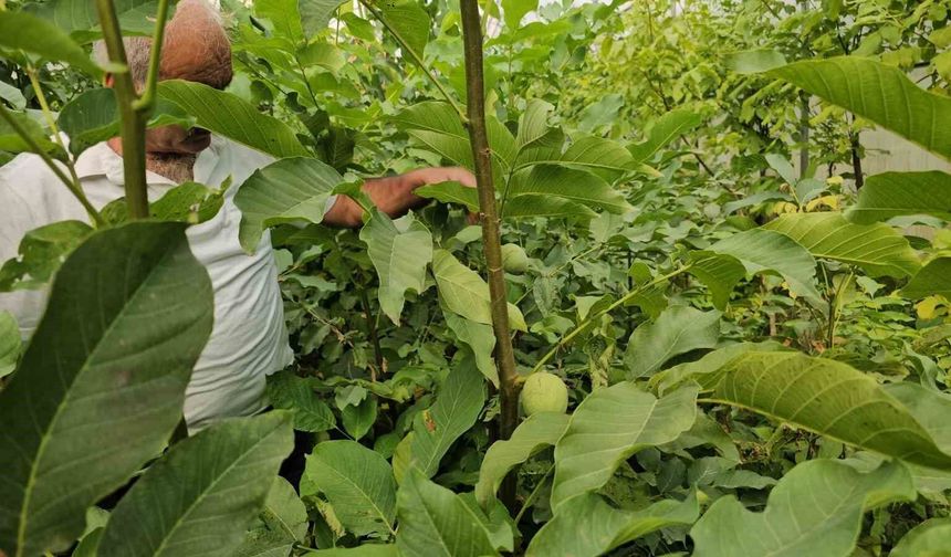 Adilcevaz Ceviz Fidanları Türkiye’nin Dört Bir Yanına Gönderiliyor