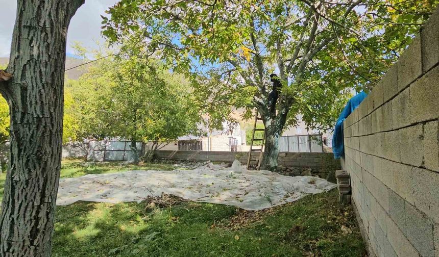 Adilcevaz Cevizinde Hasat Bereketi Sürüyor
