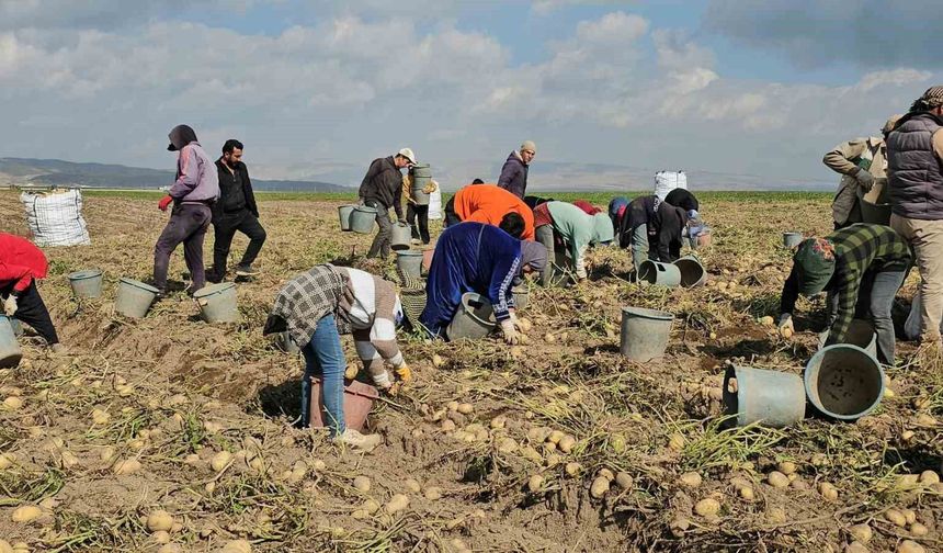 Adilcevaz’da Patates Hasadında Emek Mesaisi