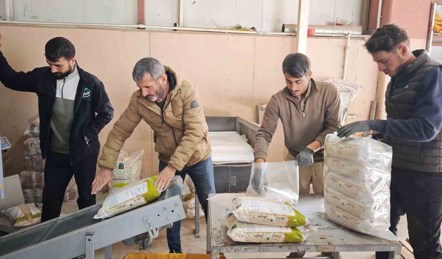 Bitlis, Kuru Fasulye Tohumunda Türkiye’nin Lideri Oldu