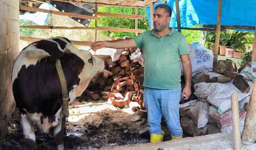 Hatay’da Büyükbaş Hayvanlara Şap Aşısı
