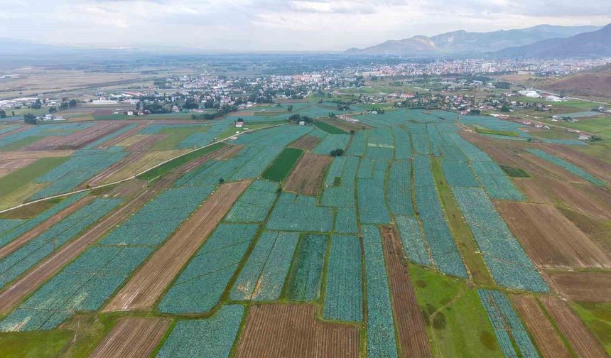 Muş Ovası’nda Lahana Hasadı Başladı: 165 Milyon Liralık Katkı Bekleniyor