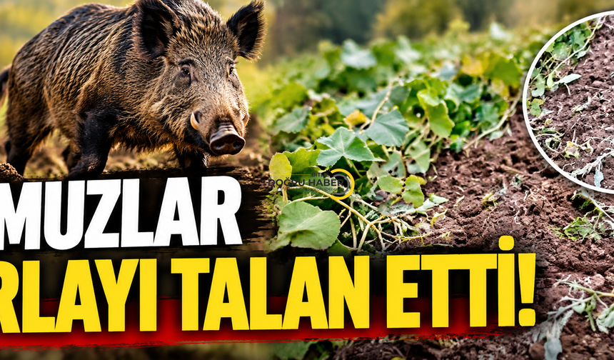 Bitlis’te Bahçeye Gece Baskını!