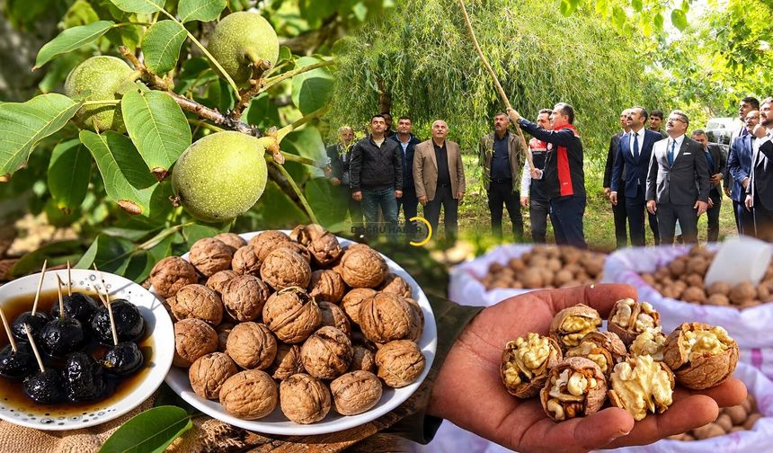 Bitlis Valisi Karakaya, Adilcevaz'da ceviz hasadına katıldı