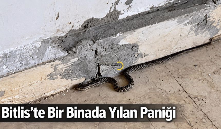 Bitlis’te Soğuk Havaya Rağmen Yılan Paniği