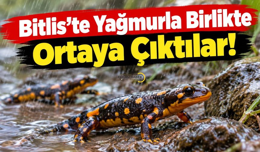 Bitlis’te Yağmurla Birlikte Ortaya Çıktılar!