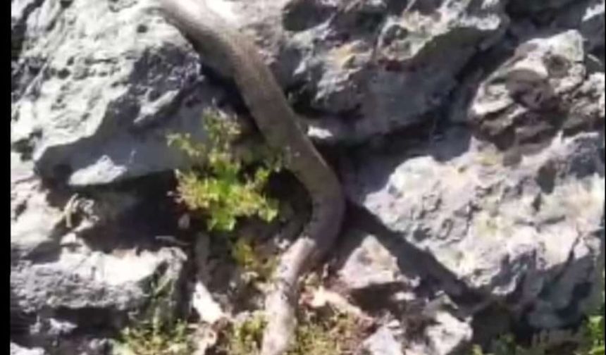 Bitlis’in Hizan İlçesinde 2 Metrelik Engerek Yılanı Görüntülendi